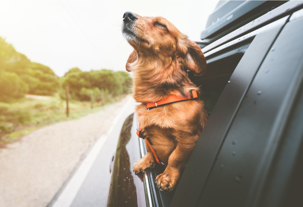 Dog riding in car sniffing air